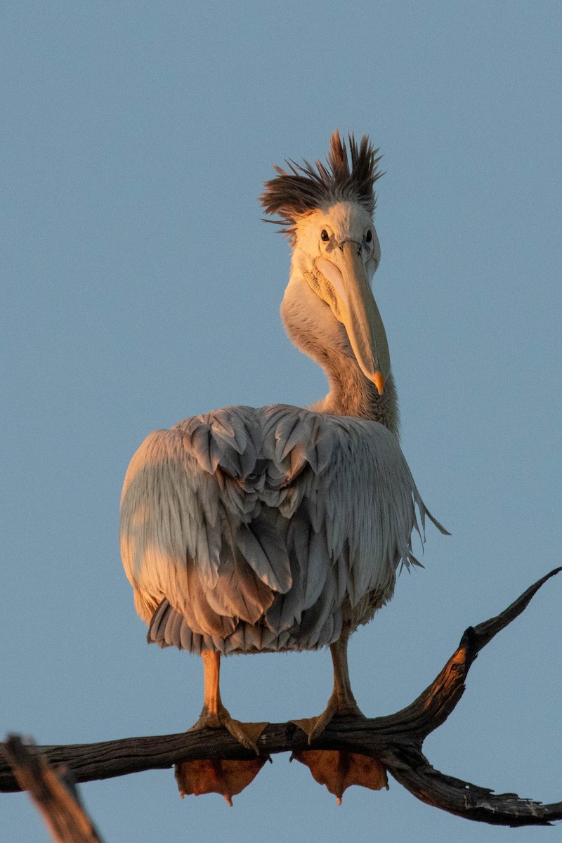 Pink-backed Pelican - ML643195863
