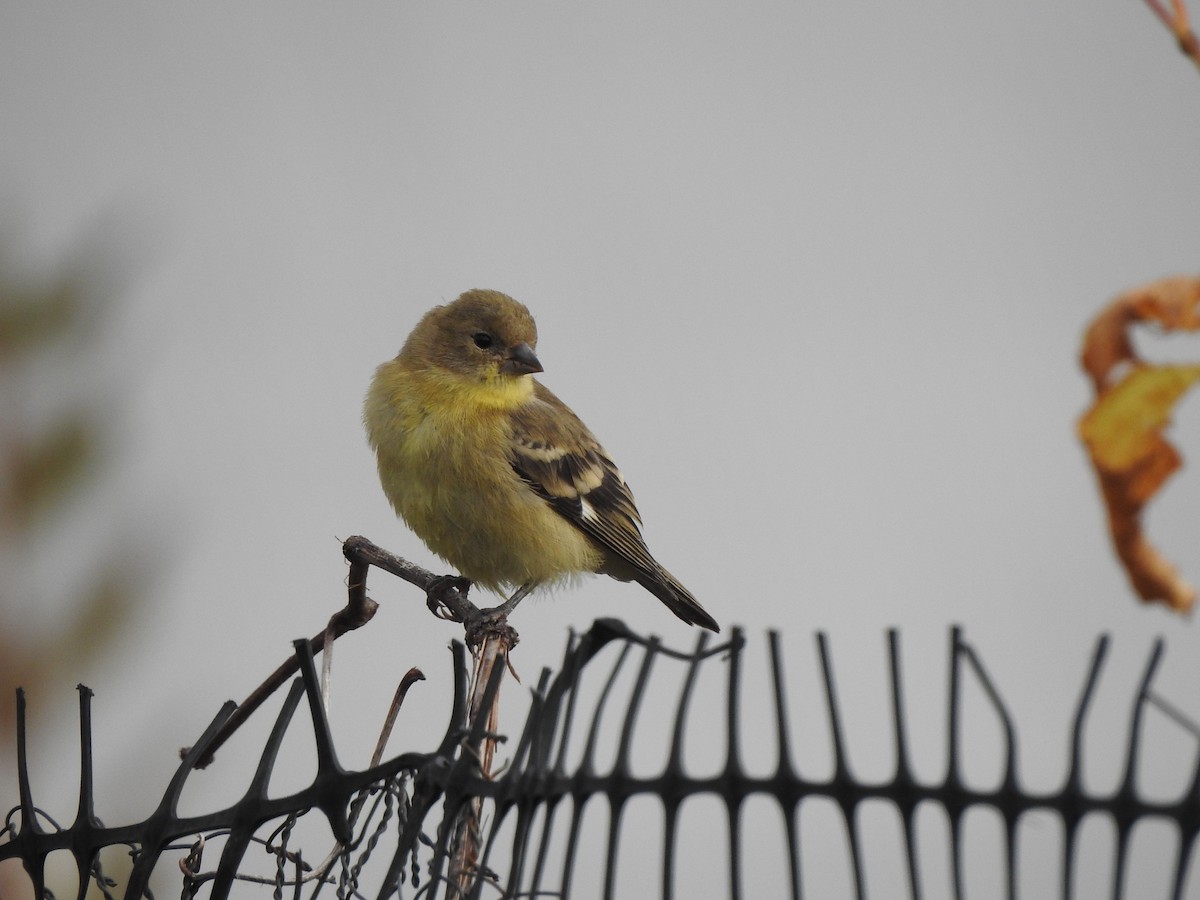 Lesser Goldfinch - ML643195866