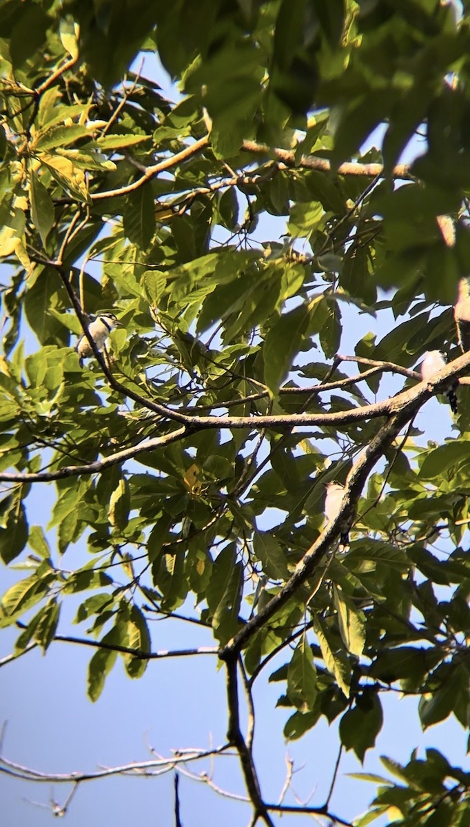 Pied Puffbird - ML643195879