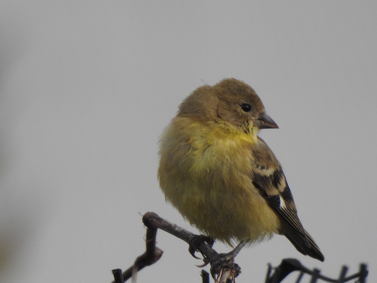 Lesser Goldfinch - ML643195882