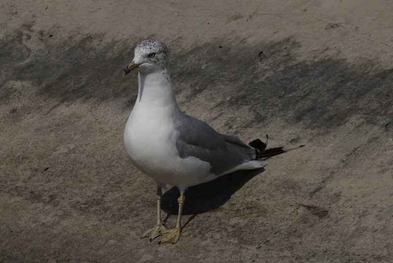 Ring-billed Gull - ML643195886