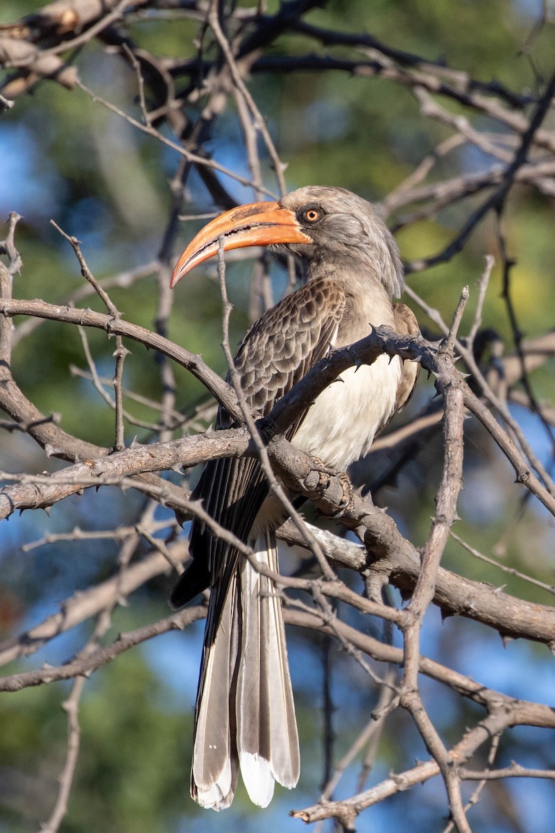 Bradfield's Hornbill - ML643195896