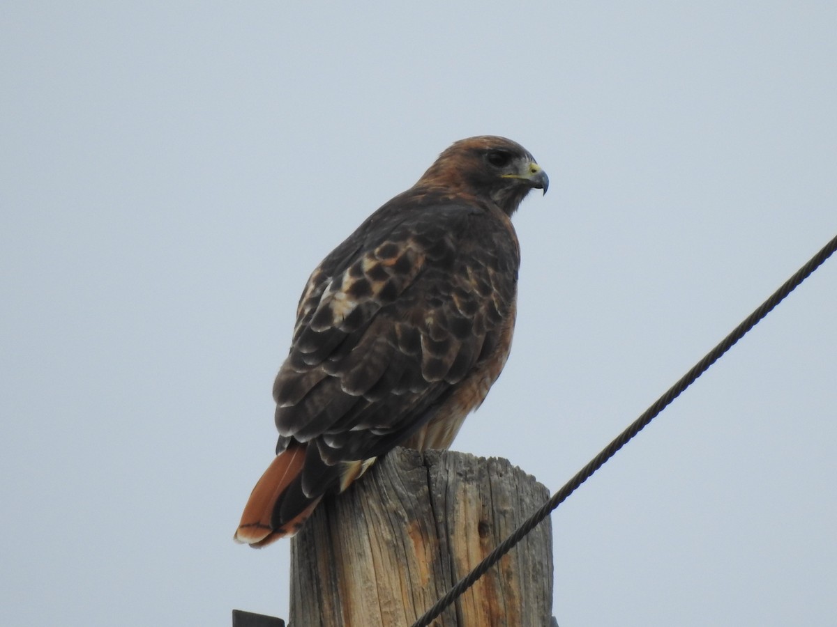 Red-tailed Hawk - ML643195902