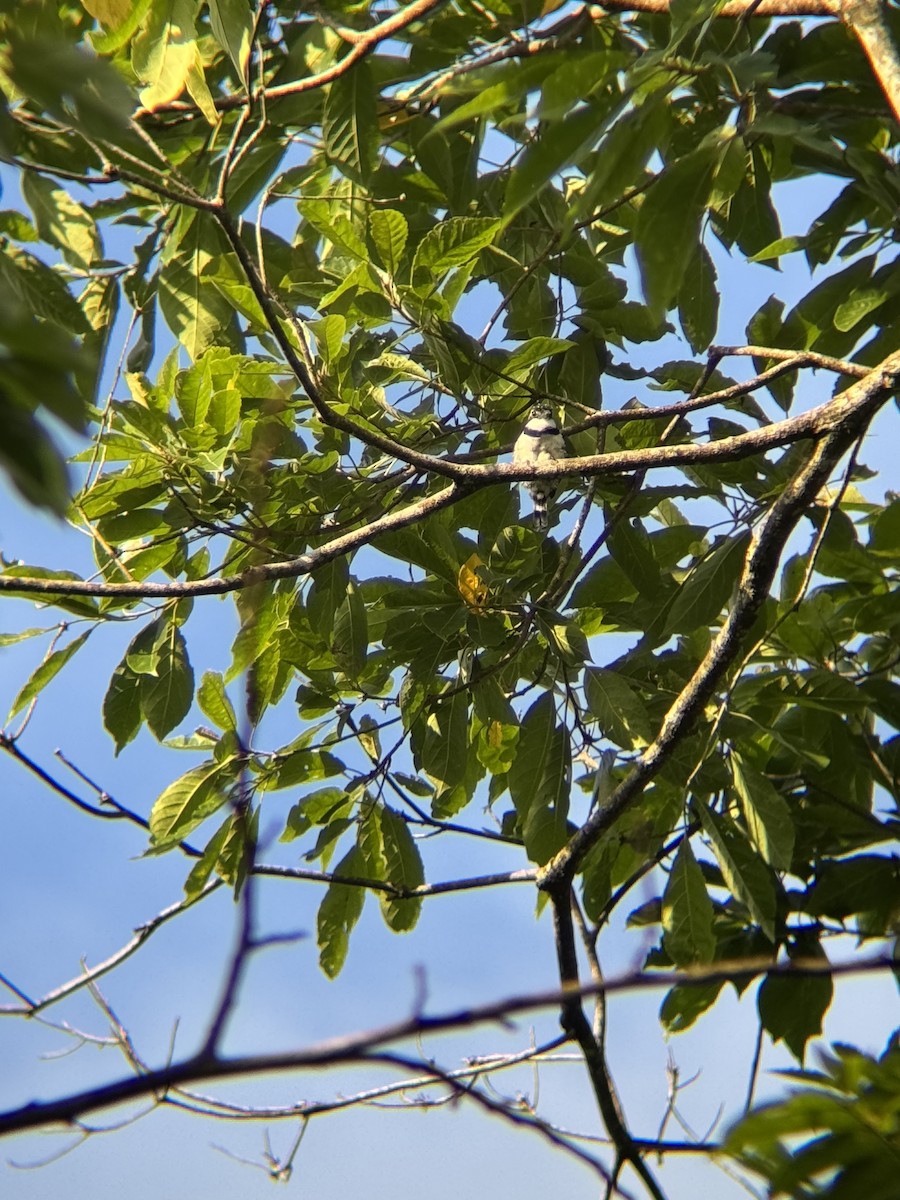 Pied Puffbird - ML643195908
