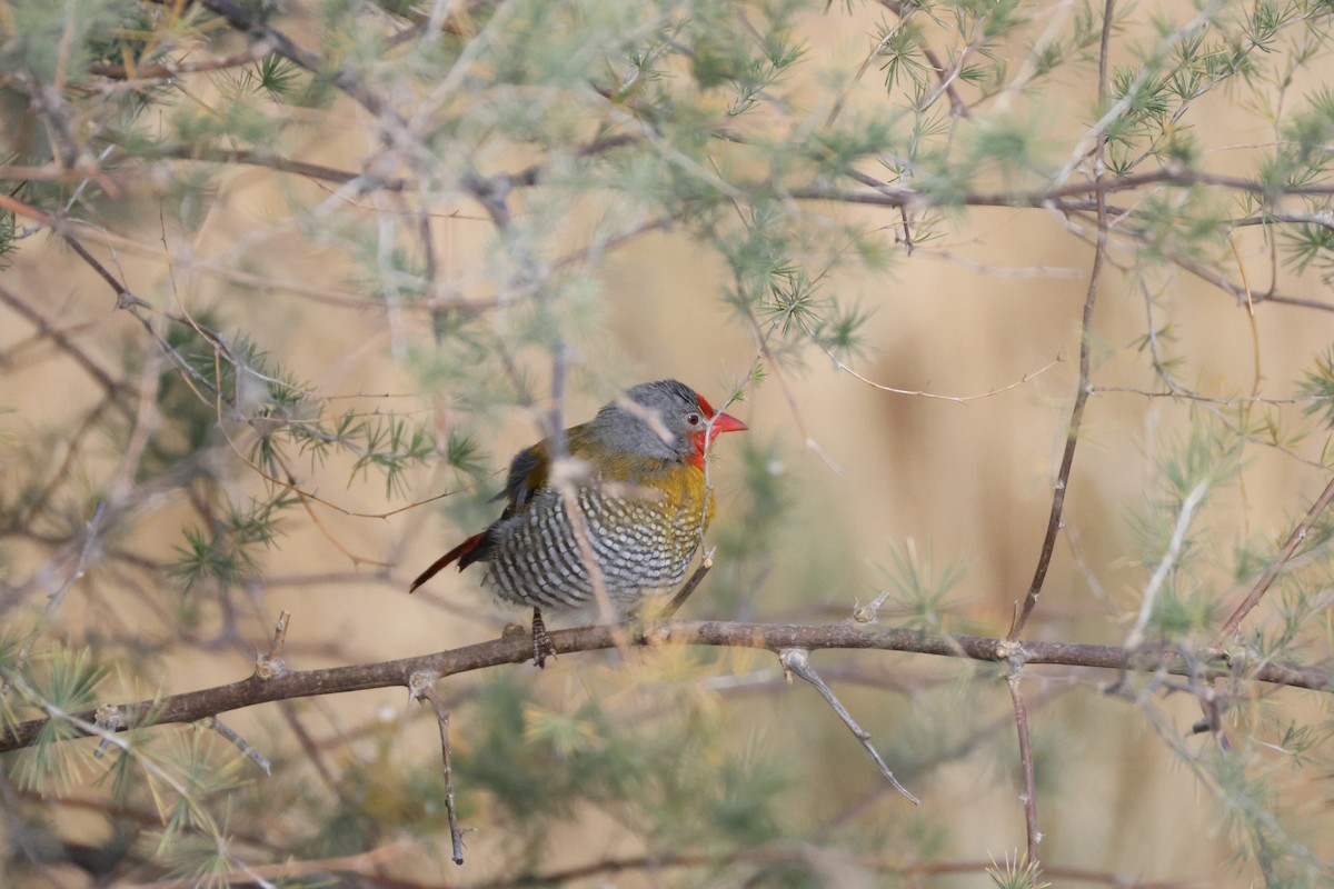 Green-winged Pytilia - ML643195923