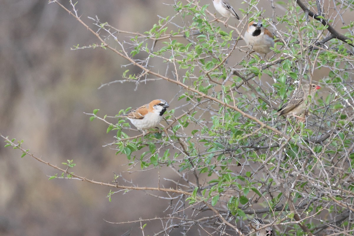 Gorrión Grande - ML643195935