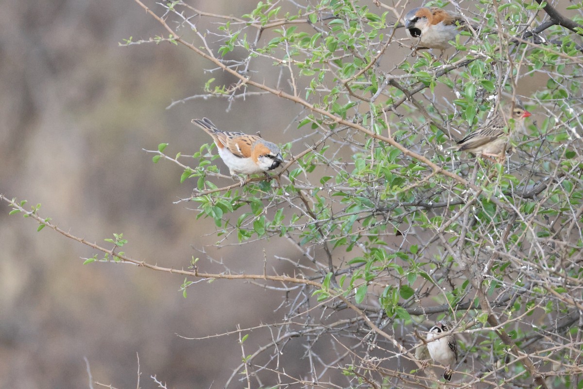 Gorrión Grande - ML643195936