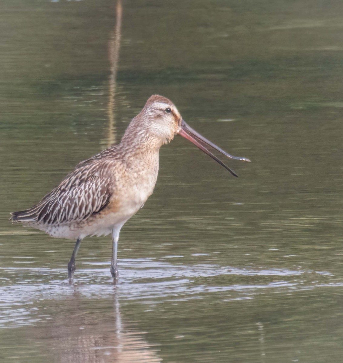 Asian Dowitcher - ML643195945
