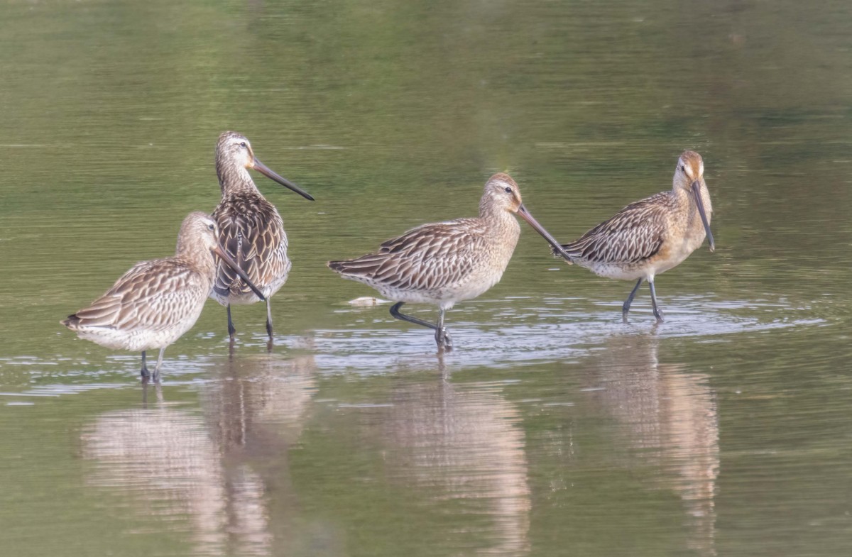 Asian Dowitcher - ML643195947