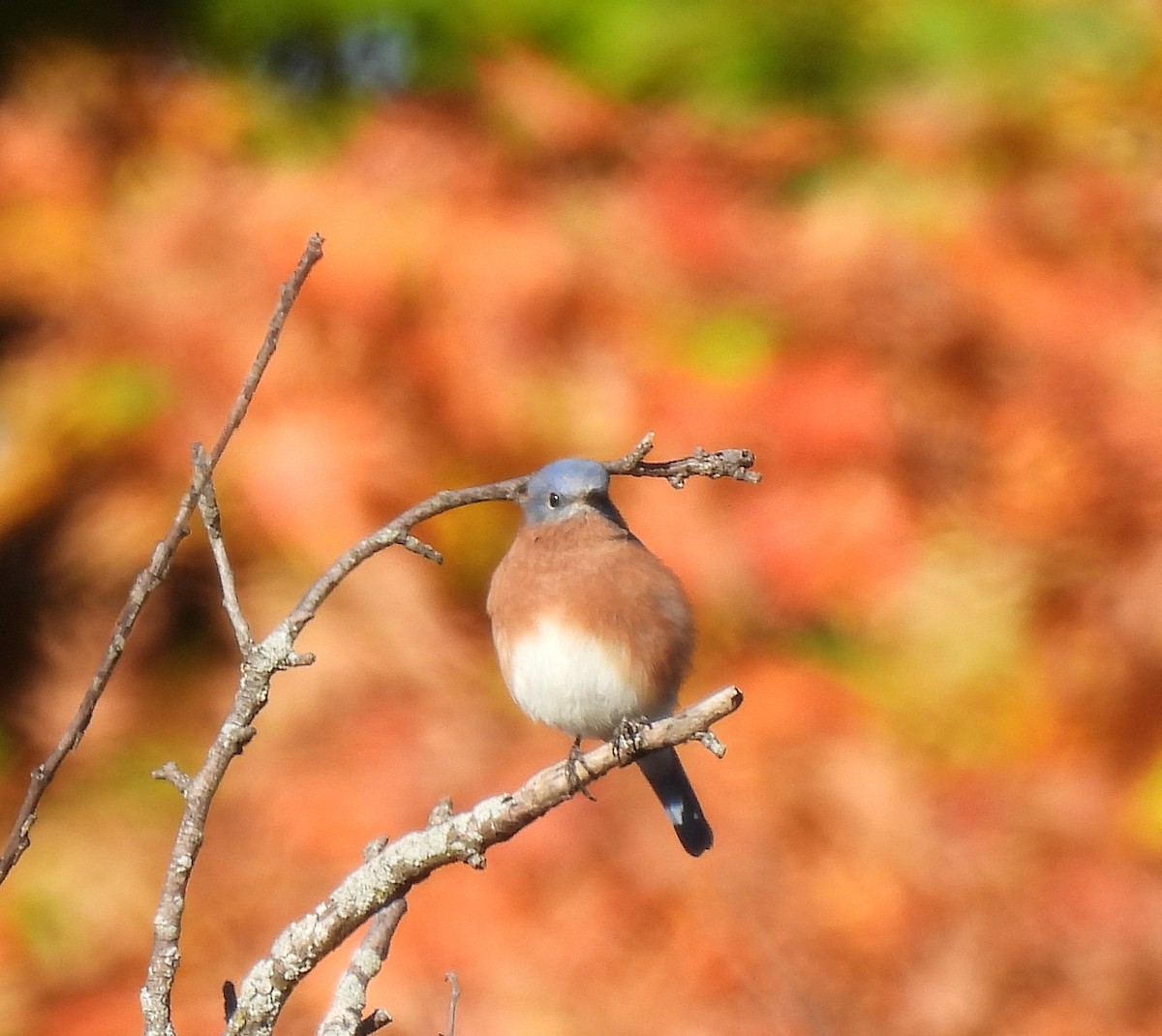 Eastern Bluebird - ML643195948