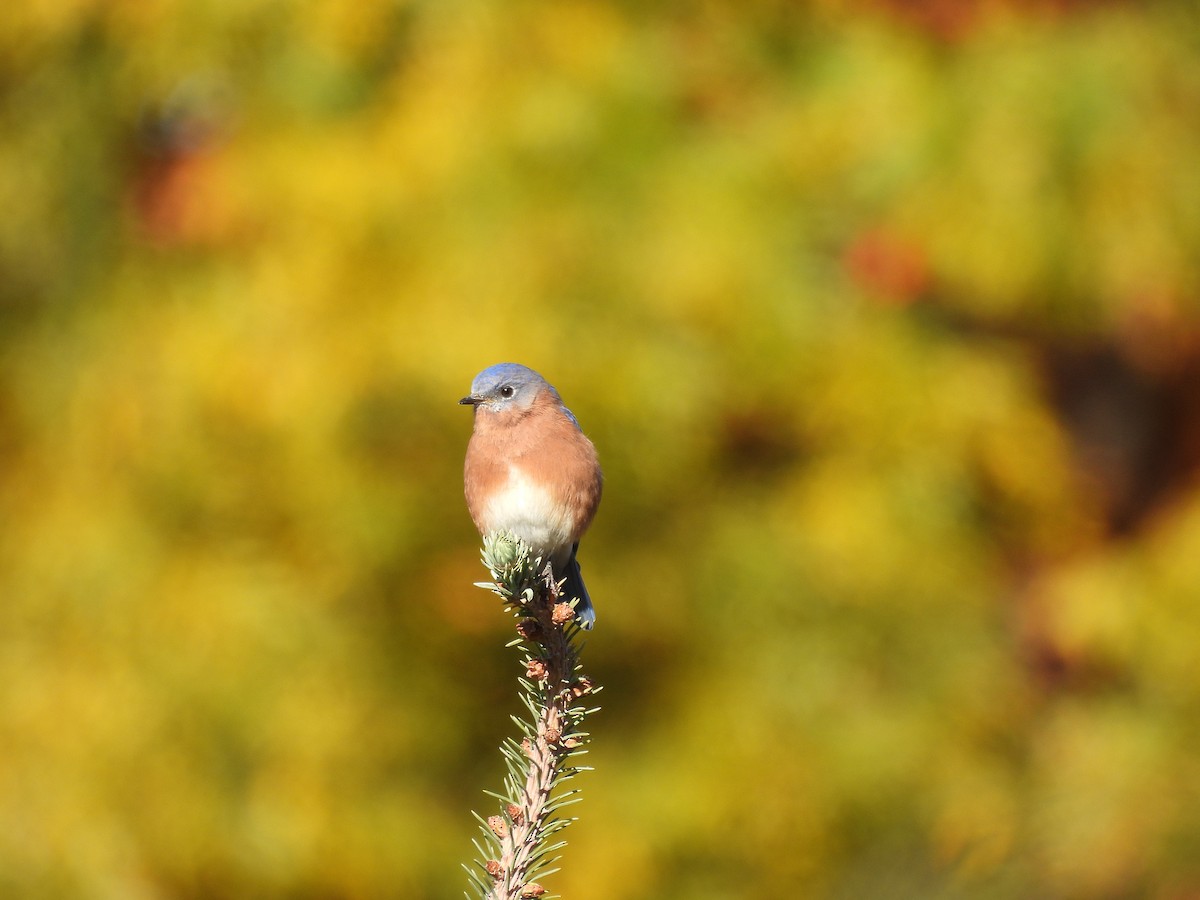 Eastern Bluebird - ML643195949