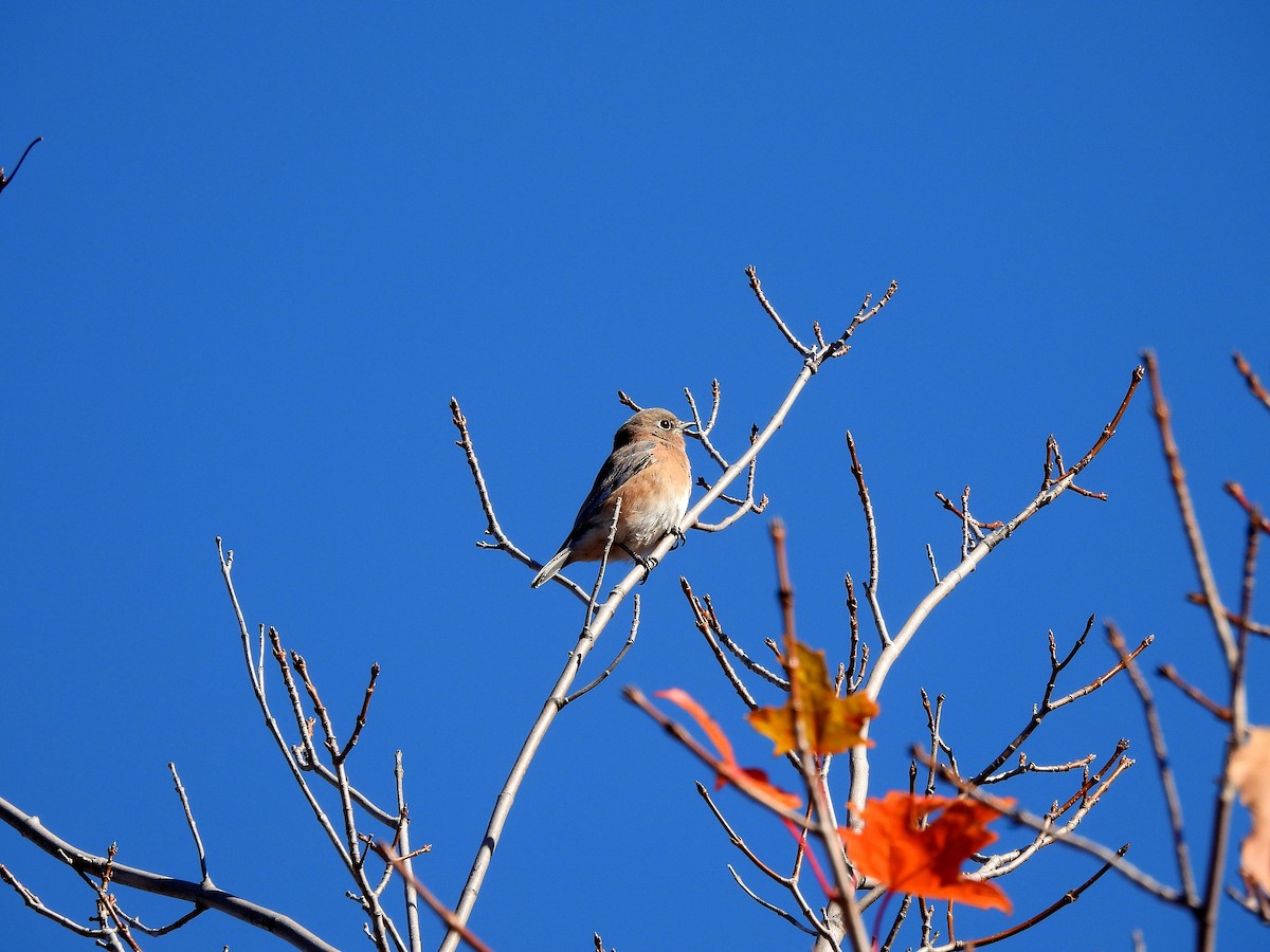 Eastern Bluebird - ML643195950