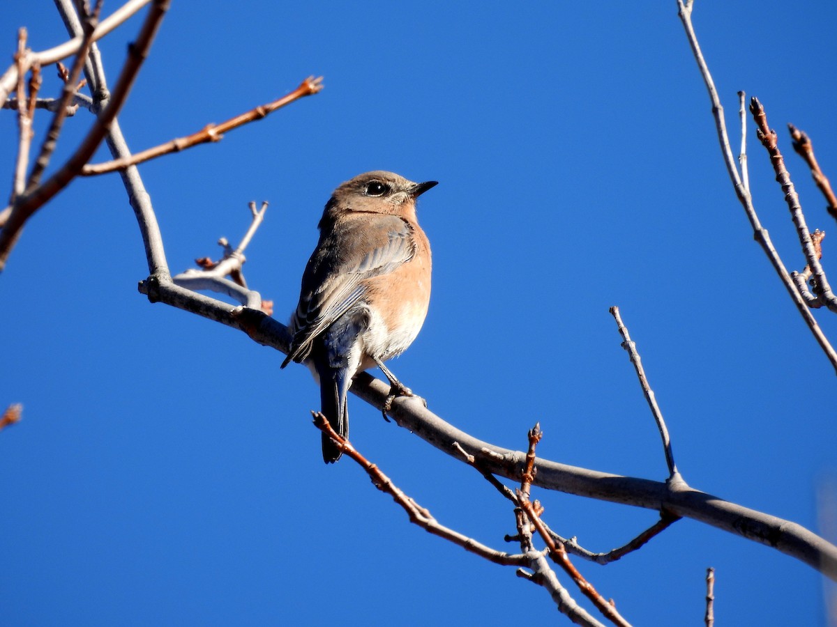 Eastern Bluebird - ML643195951