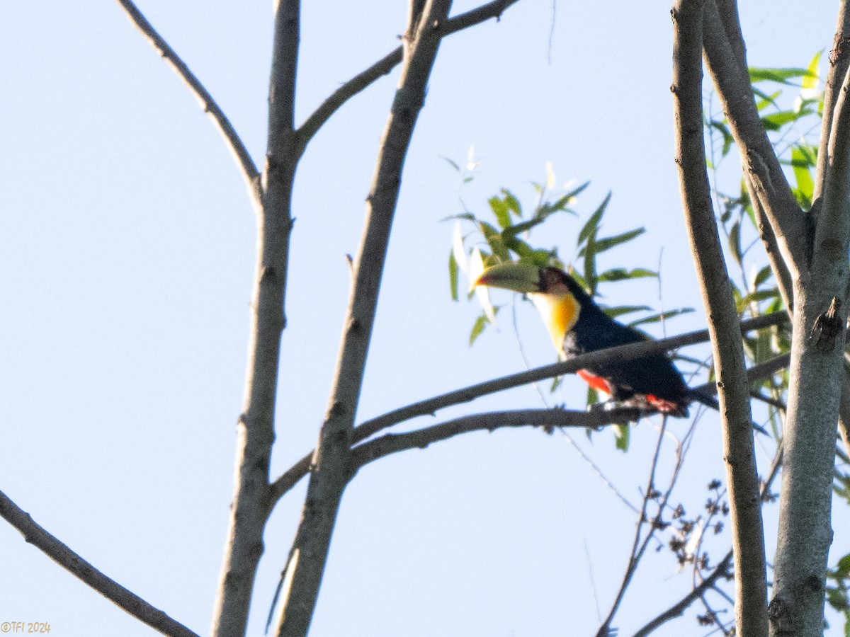 Red-breasted Toucan - ML643195952