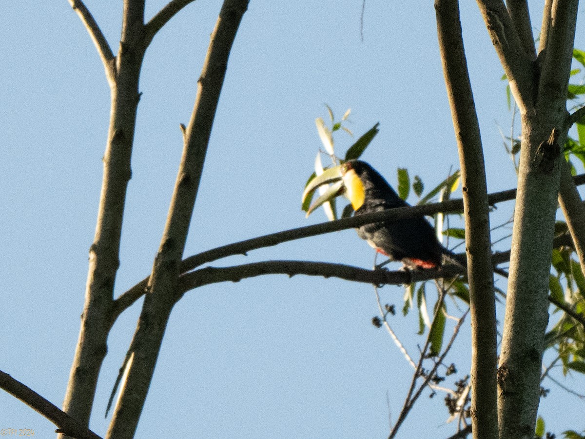 Red-breasted Toucan - ML643195953