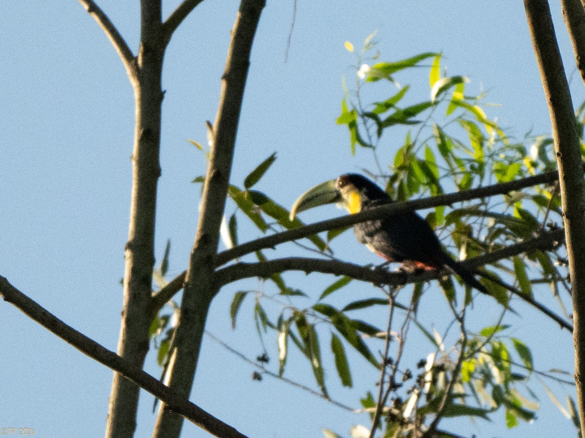 Red-breasted Toucan - ML643195956