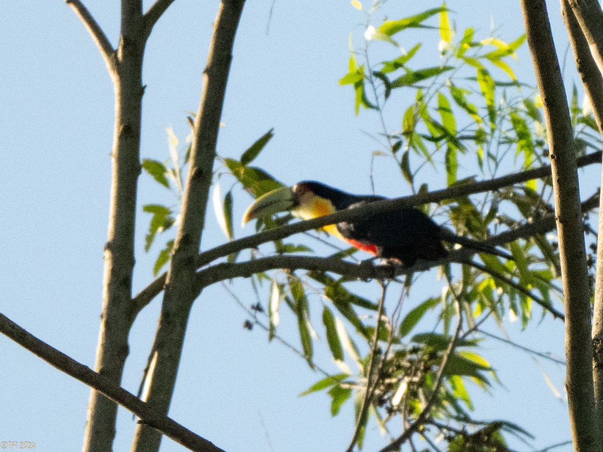 Red-breasted Toucan - ML643195958