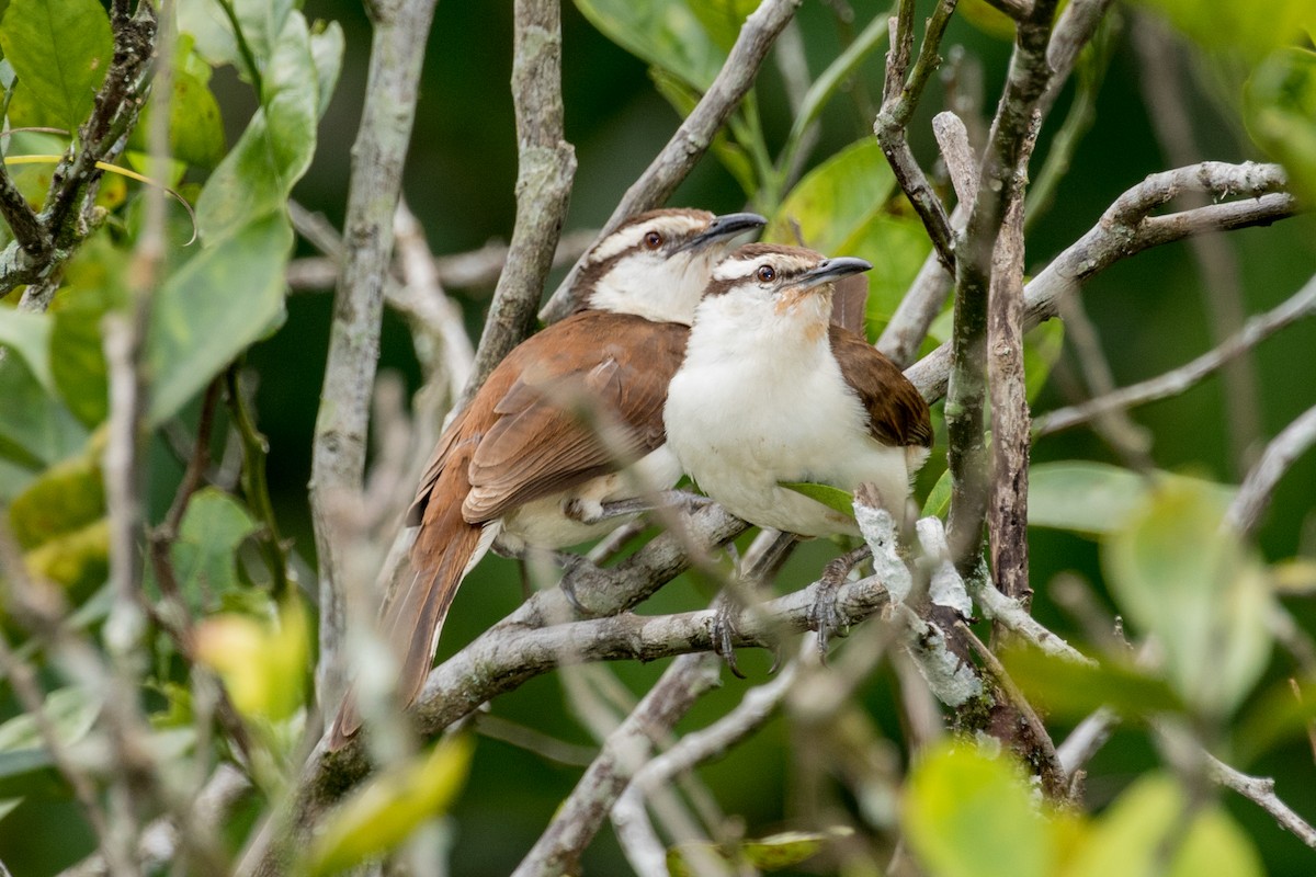 Bicolored Wren - ML643195981