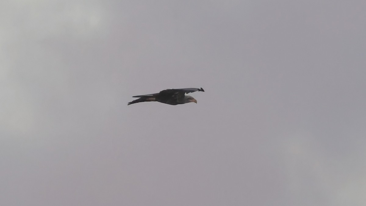 Bald Eagle - ML643195989