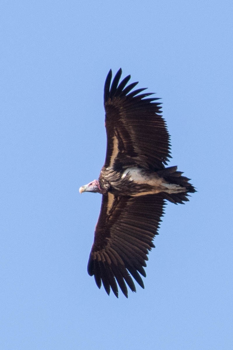 Lappet-faced Vulture - ML643196009