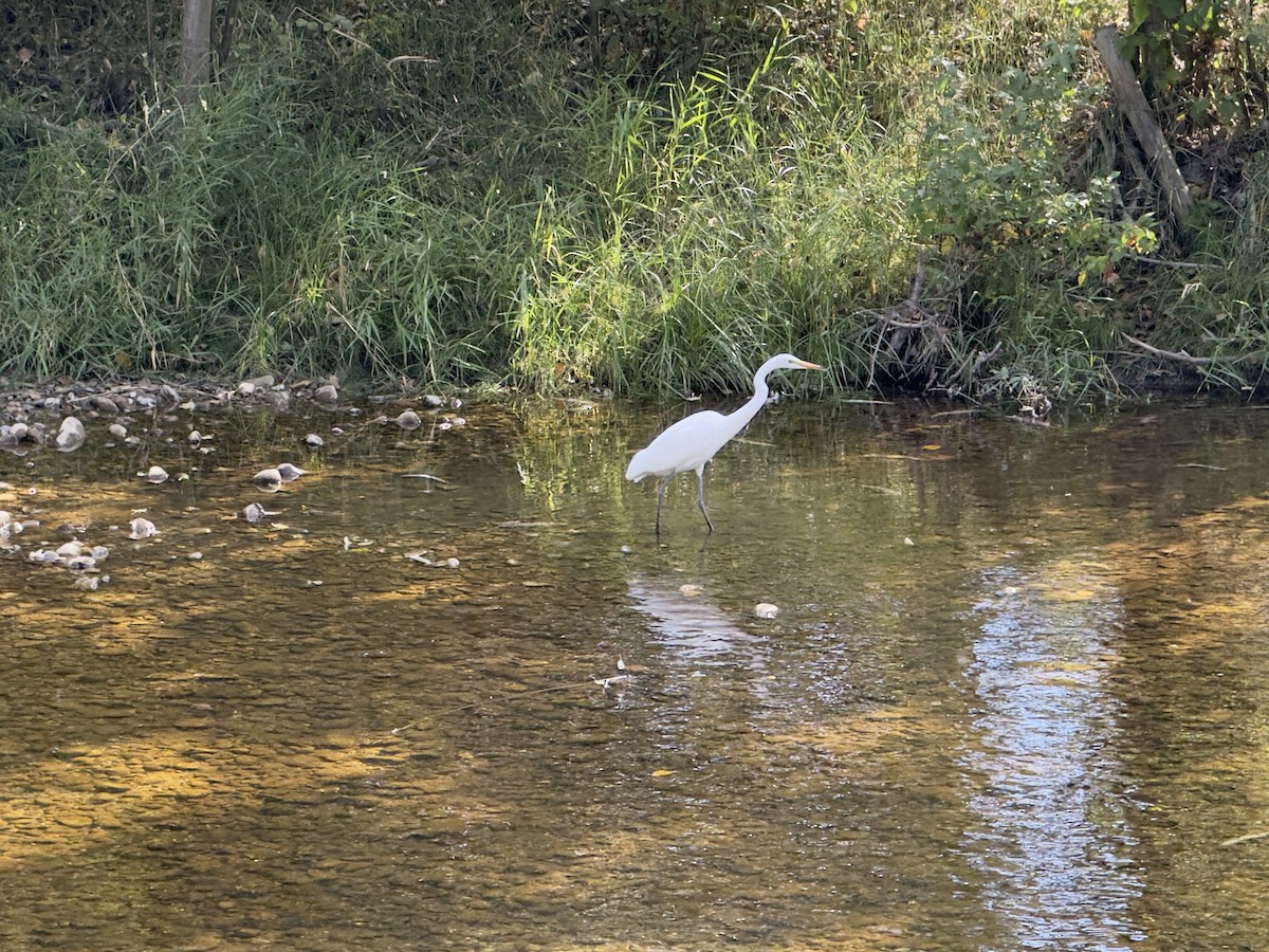 大白鷺 - ML643196011