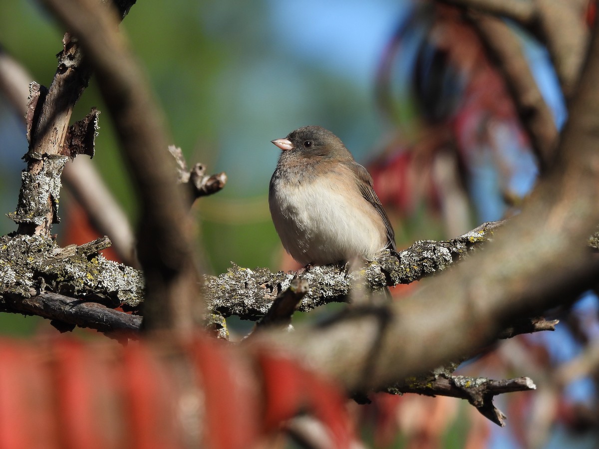 Dark-eyed Junco - ML643196029