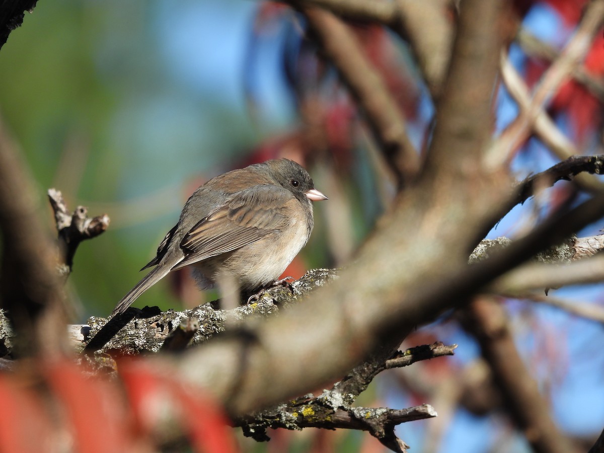 Dark-eyed Junco - ML643196030