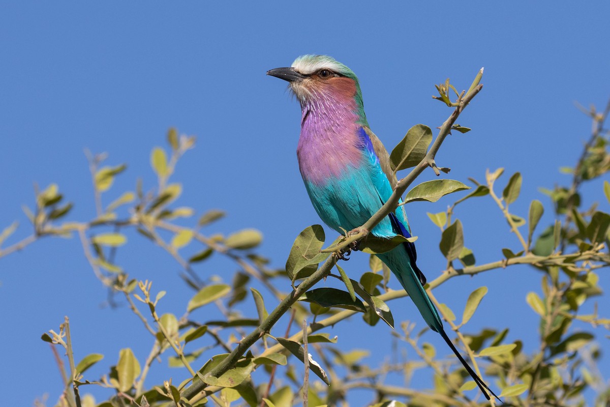 Lilac-breasted Roller - ML643196033