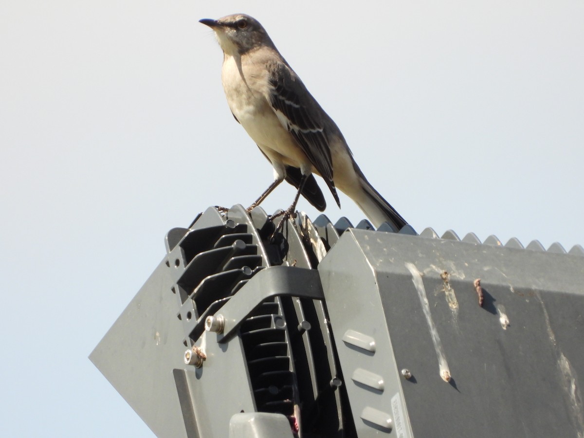Northern Mockingbird - ML643196046