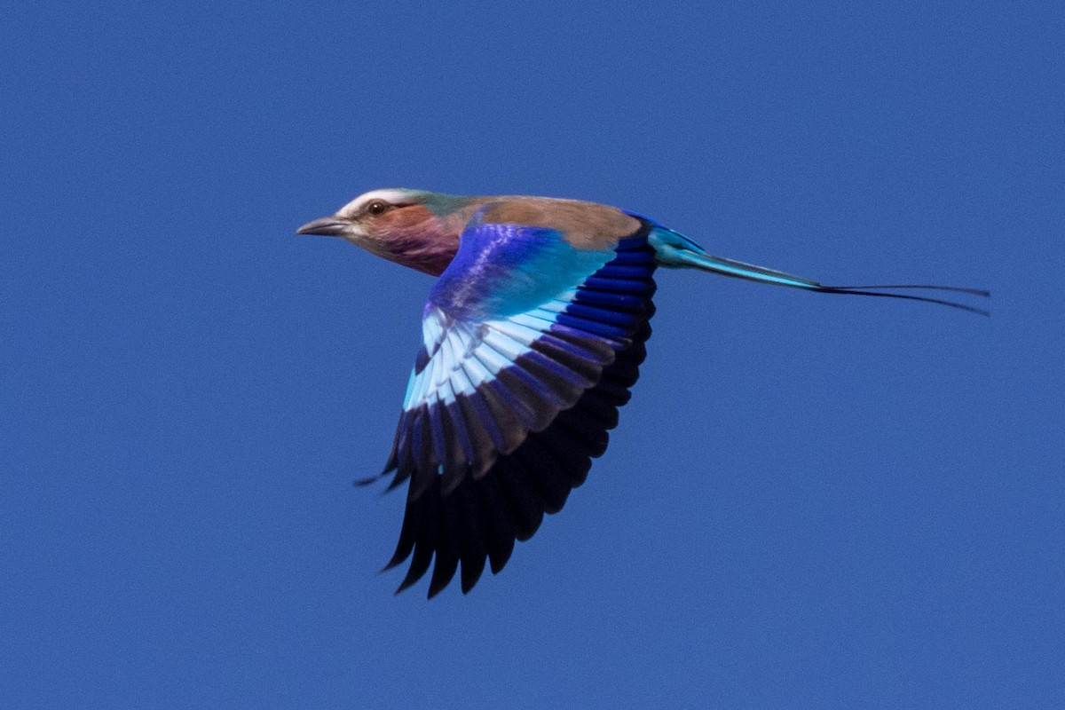 Lilac-breasted Roller - ML643196049