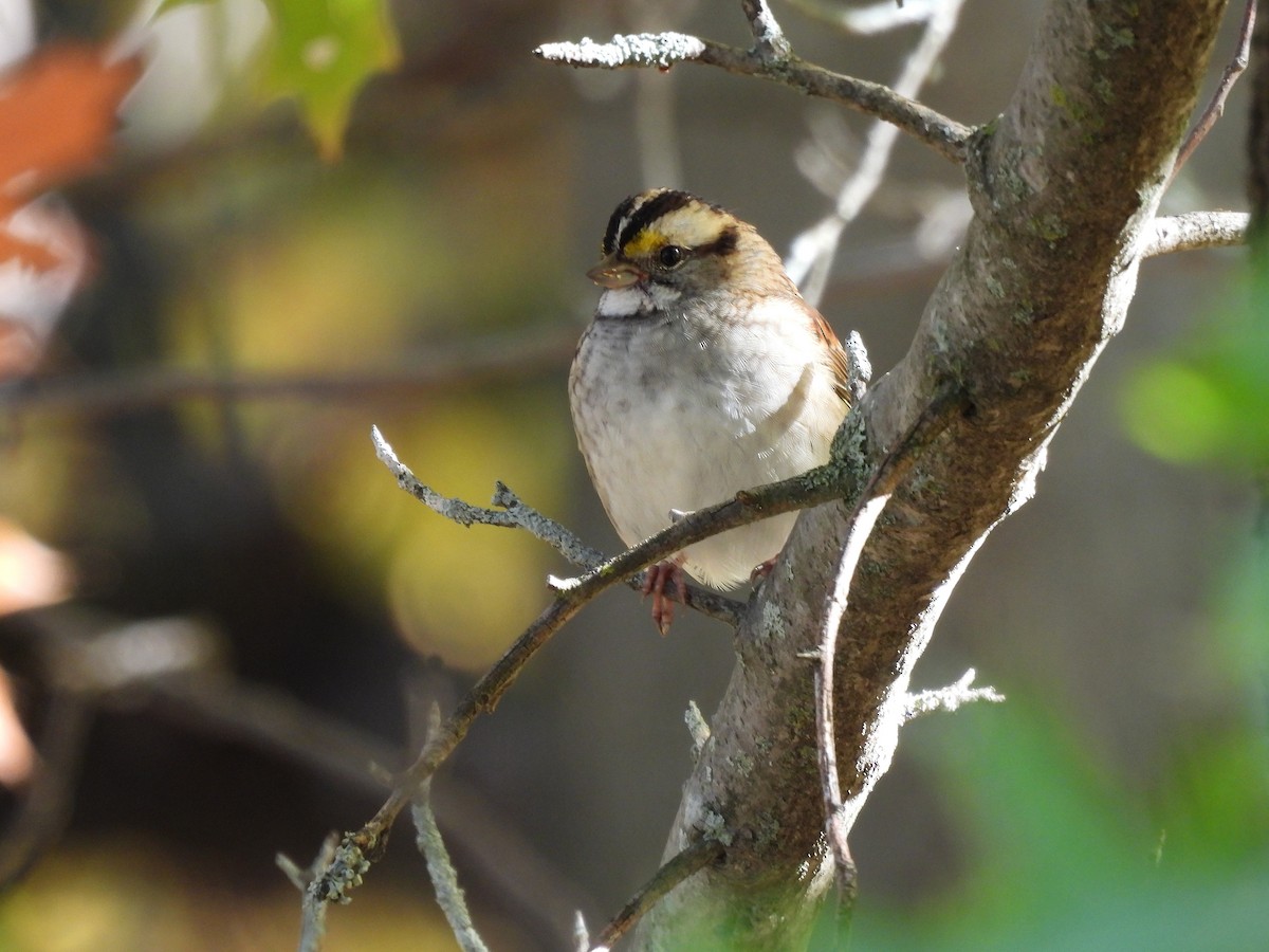 White-throated Sparrow - ML643196051