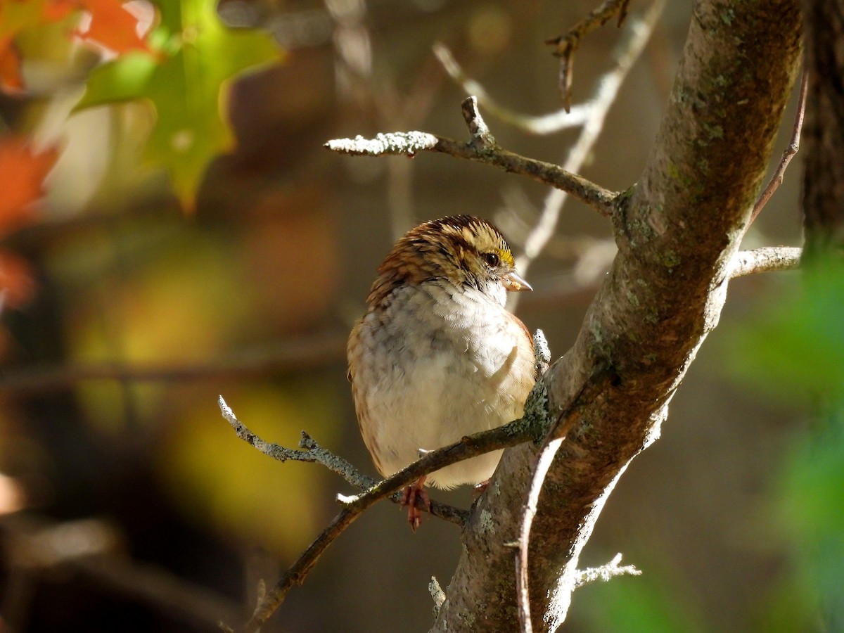 White-throated Sparrow - ML643196052