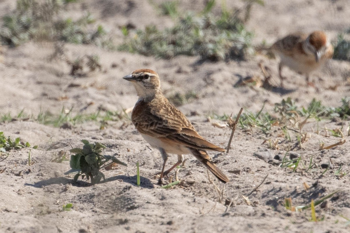 Red-capped Lark - ML643196053