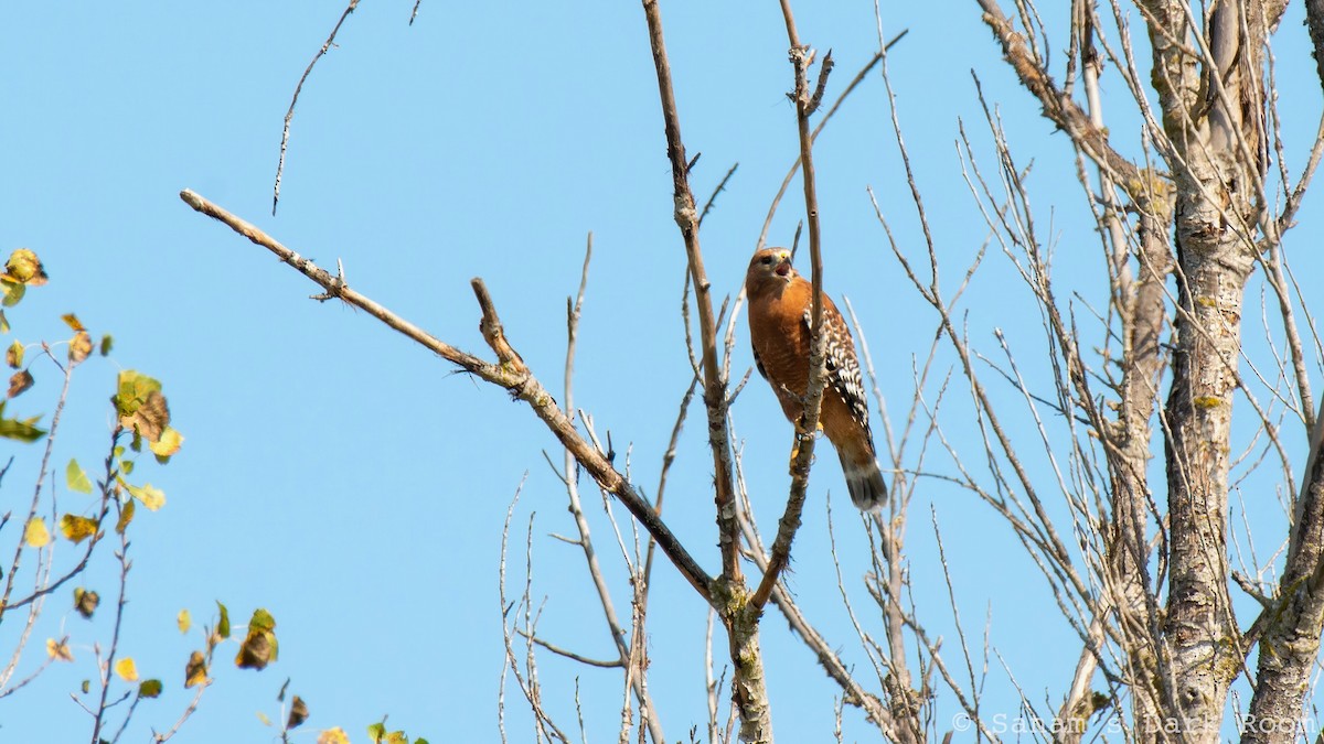 Red-shouldered Hawk - ML643196055