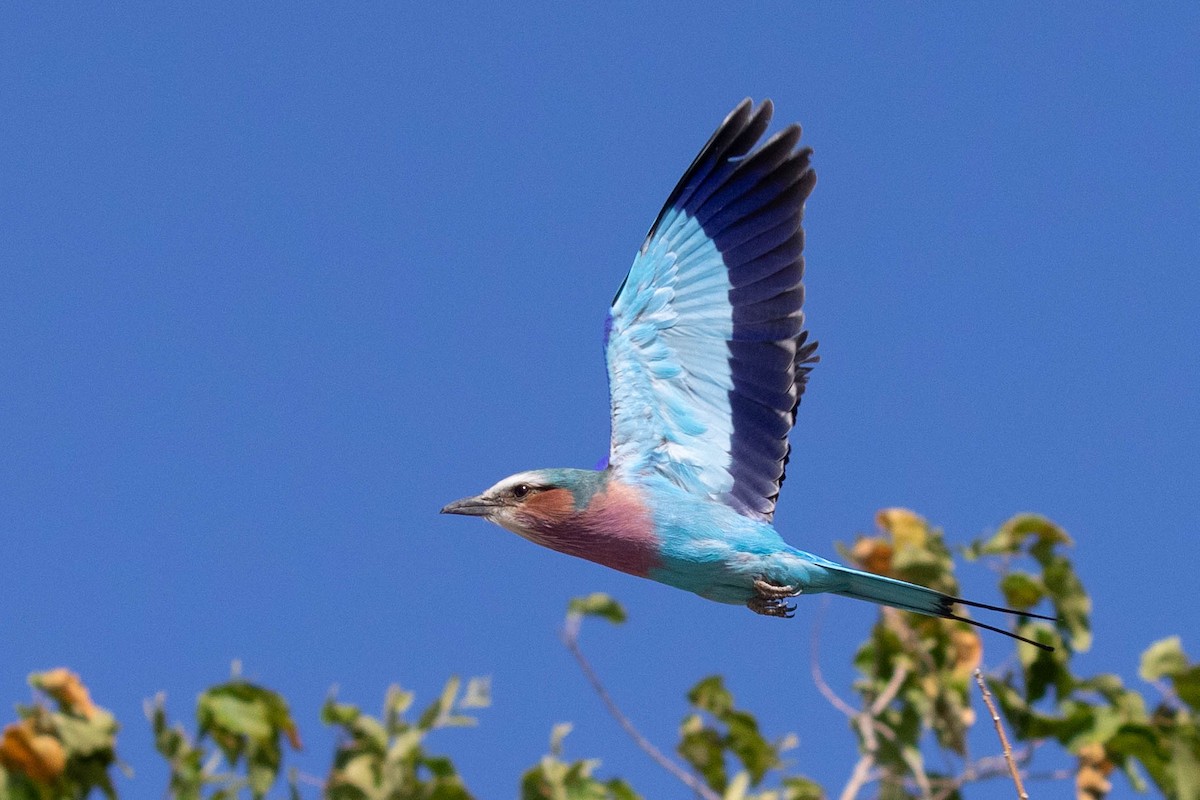 Lilac-breasted Roller - ML643196056