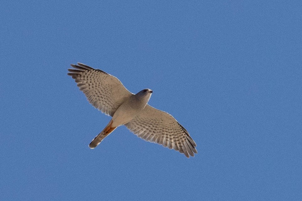 褐耳鷹 - ML643196060