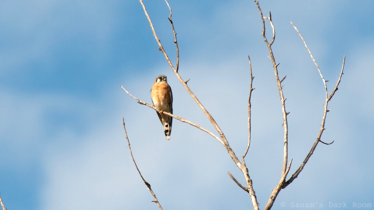 American Kestrel - ML643196062