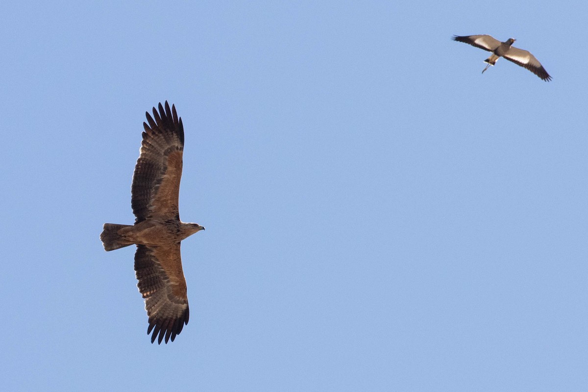 Tawny Eagle - ML643196063
