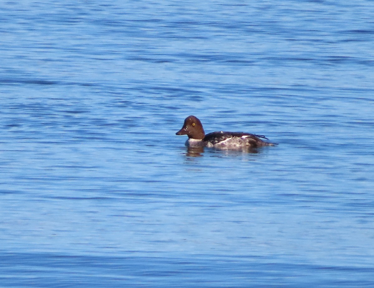 Common Goldeneye - ML643196064