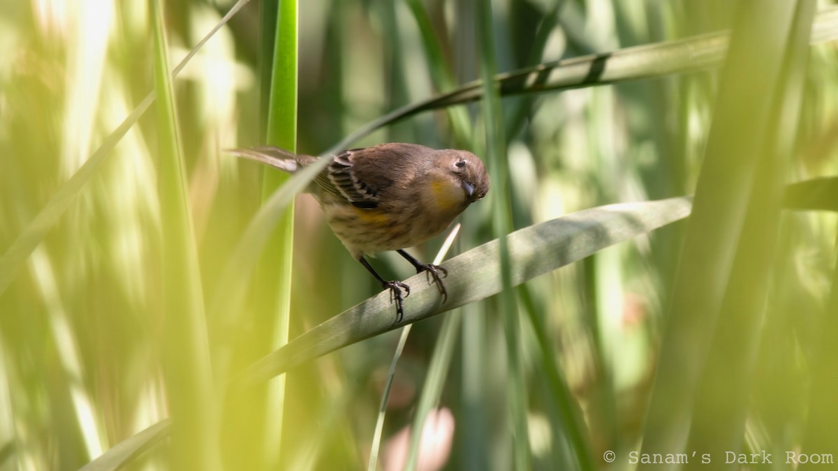 Yellow-rumped Warbler - ML643196067