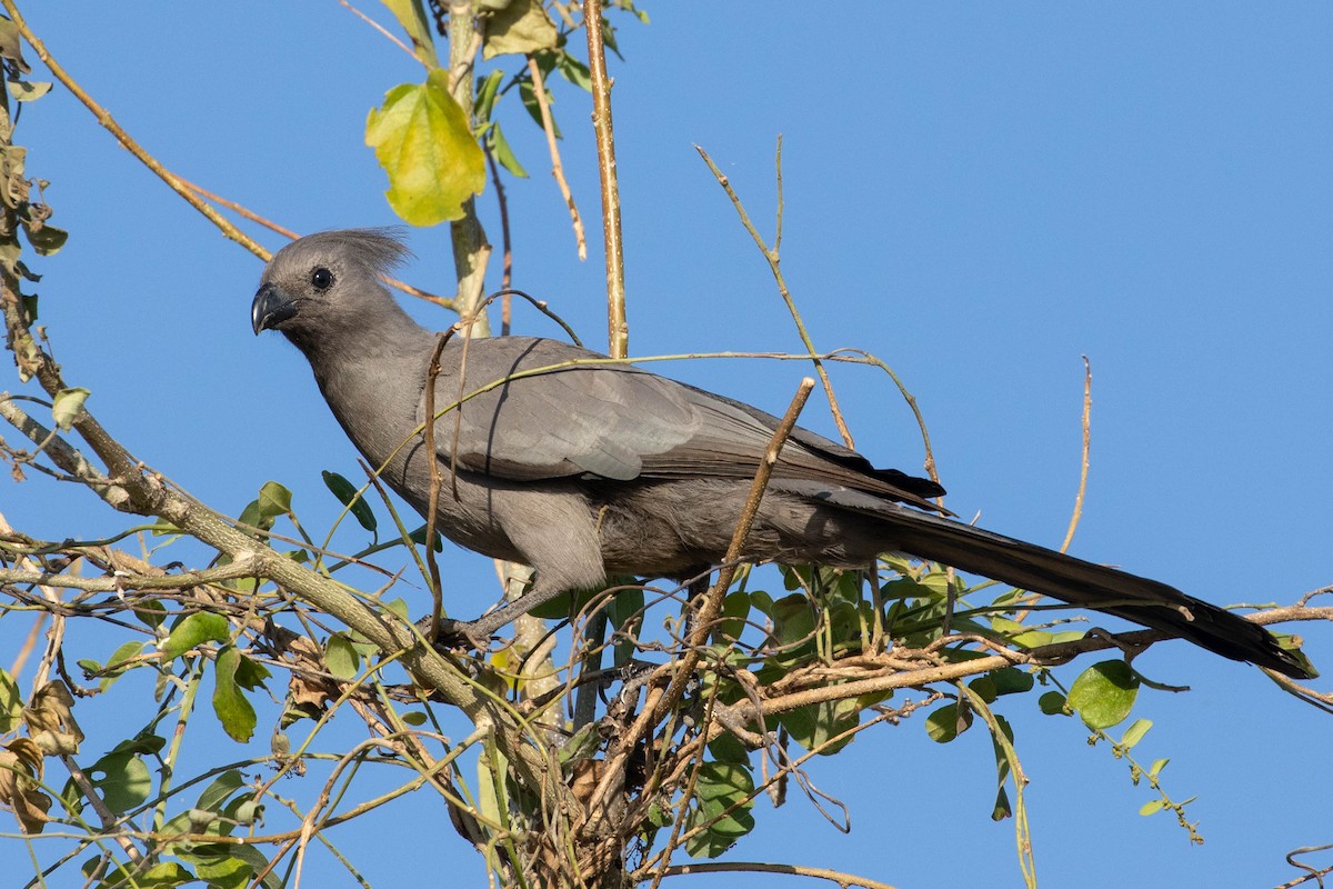 Gray Go-away-bird - ML643196077