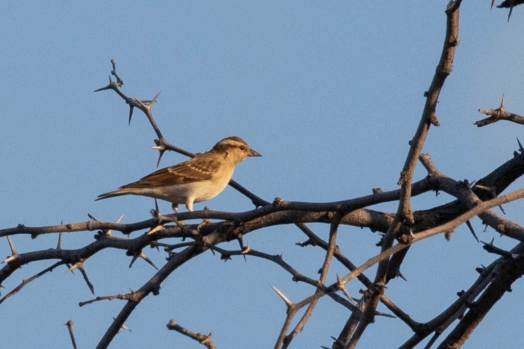Yellow-throated Bush Sparrow - ML643196079