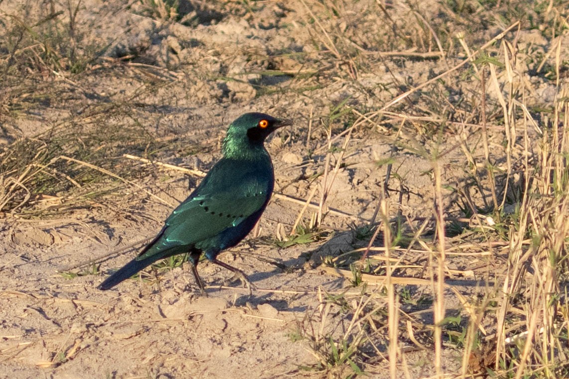 Greater Blue-eared Starling - ML643196081