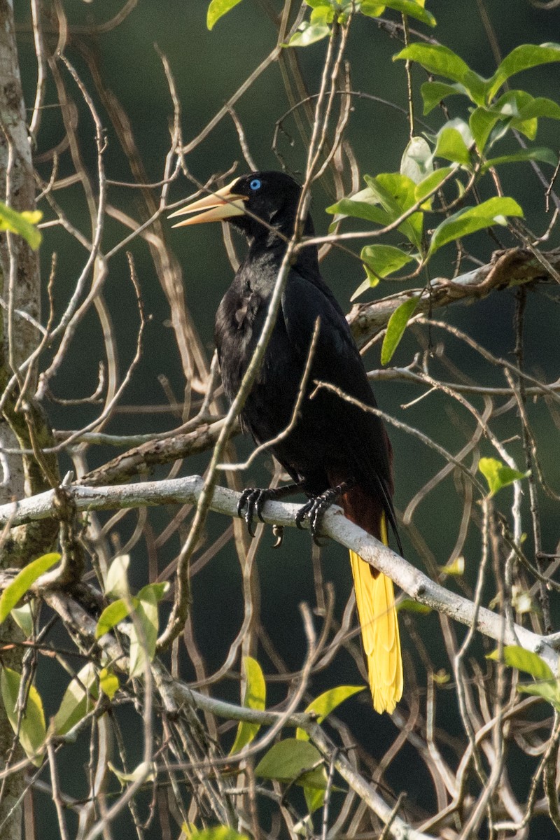 soldatoropendola - ML643196090
