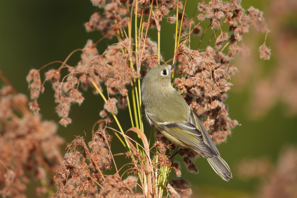 Ruby-crowned Kinglet - ML643196097
