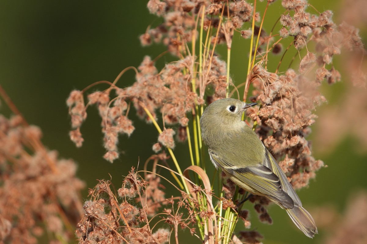 Ruby-crowned Kinglet - ML643196098