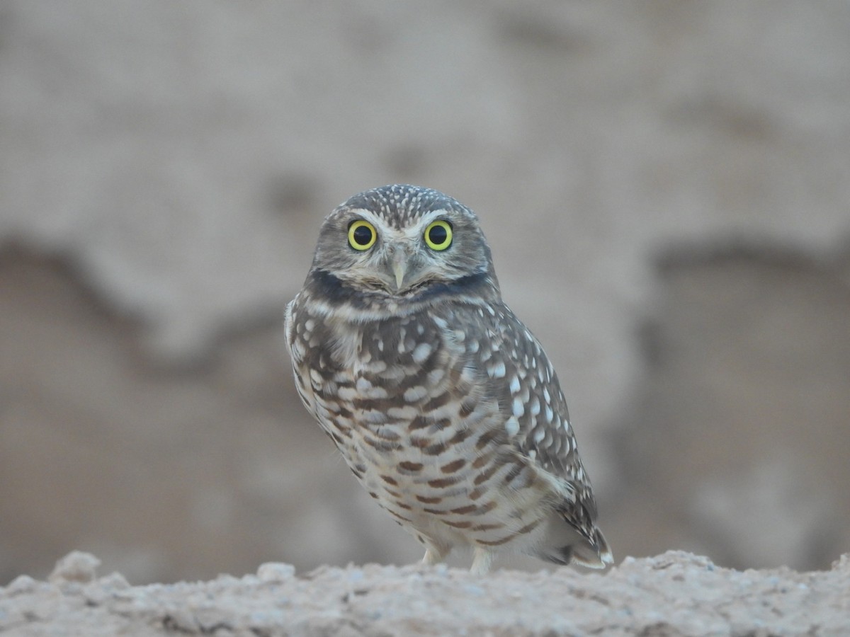 Burrowing Owl - ML643196101