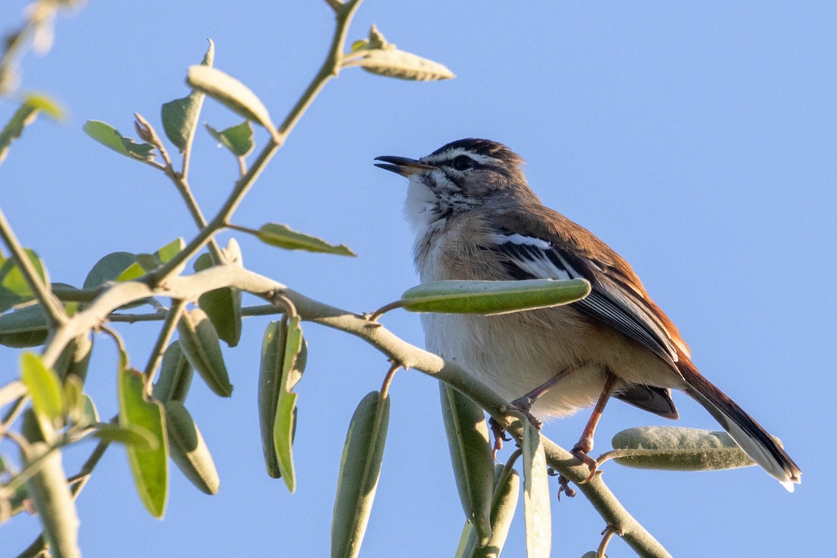 White-browed Scrub-Robin - ML643196110