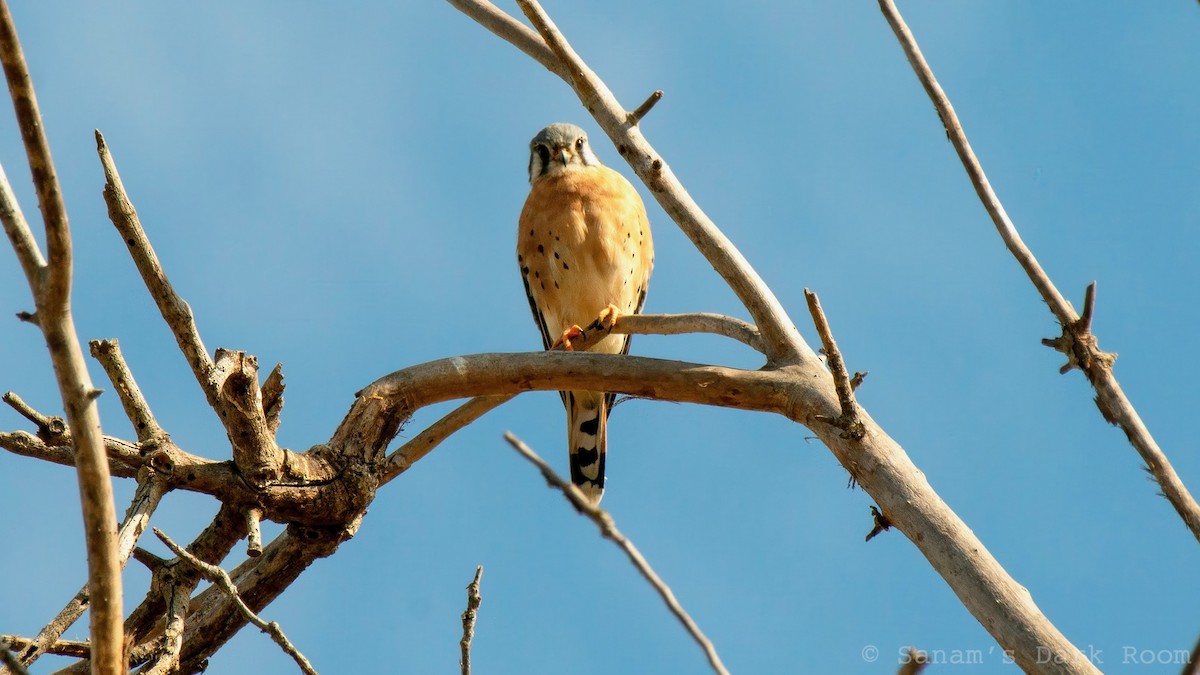 American Kestrel - ML643196111