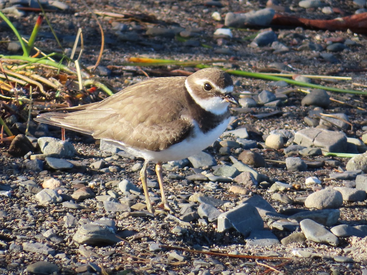 Semipalmated Plover - ML643196121